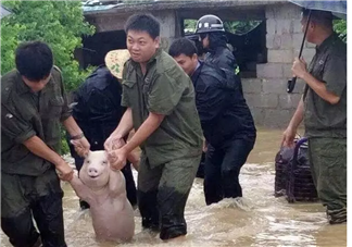 洪水救出的网红小猪被做成表情包 网红小猪表情包合集